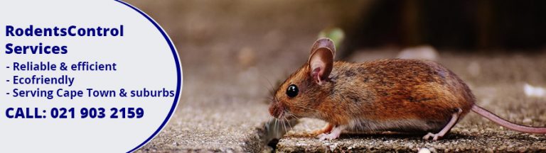 Rodent Control Cape Town | Rat Bait & Poison | 021 903 2159